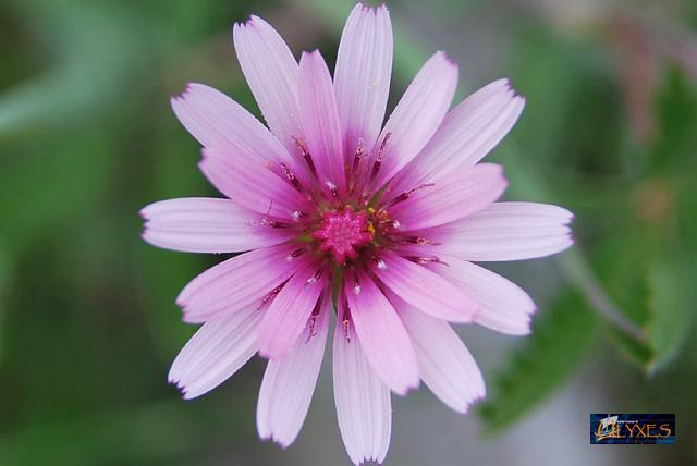 crepis rubra.JPG